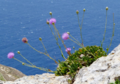National plant: Maltese centaury (Widnet il‑Baħar, since 1971)