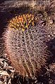 Fishhook barrel cactus with fruit