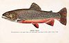 Southern Appalachian brook trout