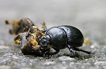 A dung beetle (Geotrupes stercorarius) moving a dead slug.