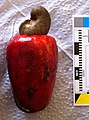 Cashewfrucht: unten der rote Kaschuapfel (Fruchtstiel), oben die Frucht.