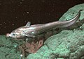 Image 36The rattail Coryphaenoides armatus (abyssal grenadier) on the Davidson Seamount at a depth of 2,253 metres (7,392 ft). (from Deep-sea fish)
