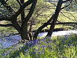 Bluebells at Dane-in-Shaw Brook SSI