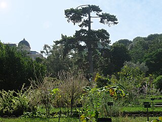 The black pine of Laricio planted in the School of Botany garden in 1774