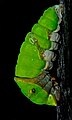 pre-pupa caterpillar