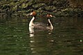 Great crested grebe courtship display at Hyde Park, London