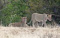 Löwen sind im Nationalpark wieder ausgewildert worden