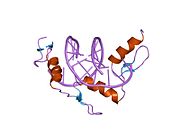 1jk1: Zif268 D20A Mutant Bound to WT DNA Site