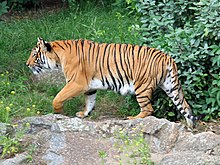Indochinese tiger at the Berlin Zoological Garden