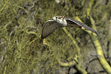 A prairie falcon