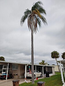 Old palm in Punta Gorda, Florida