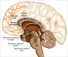 An image of the human brain. The reinforcing effects of drugs of abuse, such as nicotine, is associated with its ability to excite the mesolimbic and dopaminergic systems. How does the nicotine in e-cigarettes affect the brain? Until about age 25, the brain is still growing. Each time a new memory is created or a new skill is learned, stronger connections – or synapses – are built between brain cells. Young people's brains build synapses faster than adult brains. Because addiction is a form of learning, adolescents can get addicted more easily than adults. The nicotine in e-cigarettes and other tobacco products can also prime the adolescent brain for addiction to other drugs such as cocaine.