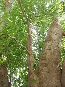 The 2043–2044-year-old Platanus orientalis tree Tnjri in Nagorno-Karabakh.