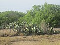 Opuntia cacti abound throughout much of Webb County.