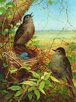 Thrushes' Nest, 1878