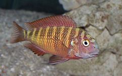 Tropheini (E): Tropheus moorii ("red" Chimba morph) is highly variable and the taxonomy of some of the morphs is questionable[59][60][61]
