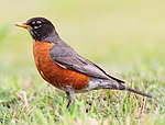 A robin, the state bird of Wisconsin
