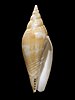 A photograph of a beige turriform shell