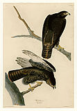 Harlan's hawk in plate 86
