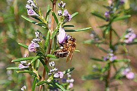 Bee feeding on nectar in the Monfragüe National Park.