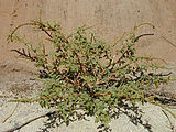 Spiny amaranth (A. spinosus)