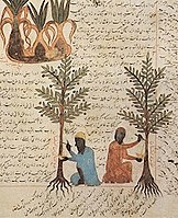 Arboriculture scene, 1229