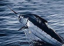 The largest billfish, the Atlantic blue marlin weighs up to 820 kg (1800 lb) and has been classified as a vulnerable species.[1][2]