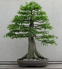 Photograph of formal upright–style Bald cypress bonsai