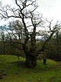 An ancient specimen oak