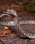Naja nana, Congo dwarf water cobra