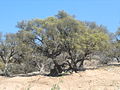 Argan tree near Essaouira.
