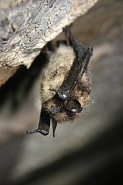 A little brown bat hangs upside down from a cave wall