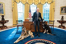President Biden with Champ and Major in the Oval Office in February 2021
