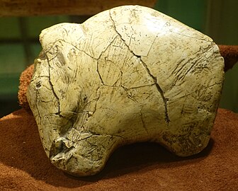 26,000 year old mammoth carving from Predmosti, Czech Republic