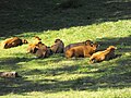 Limousin cows at rest