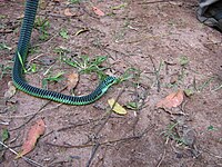 A male boomslang