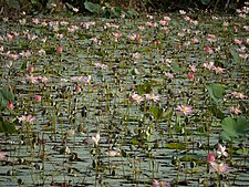 Nelumbo nucifera, the sacred lotus, grows in warm freshwater across tropical and subtropical Asia.
