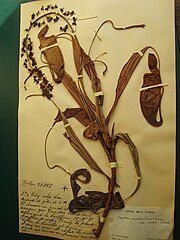 Specimen of Nepenthes mirabilis from the Herbier National