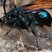 Wasps of the Pepsis and Hemipepsis genera often produce a bluish tint from the sculpturing of their otherwise black chitin.