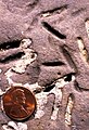 Petroxestes borings in an Upper Ordovician hardground, southern Ohio; see Wilson and Palmer (2006).