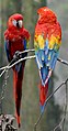 Image 38The scarlet macaw is native to Costa Rica. (from Wildlife of Costa Rica)