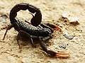 Scorpion's threat display with pincers spread wide, abdomen raised to present sting