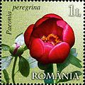 Paeonia peregrina on a Romanian stamp