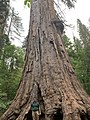 Louis Agassiz Tree - One of the last few Giant Sequoia