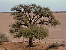 Vachellia erioloba, Kalahari desert