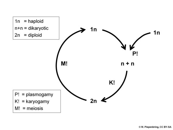 Life cycle with dikaryotic stage, Ascomycota Basidiomycota (diagram by M. Piepenbring)
