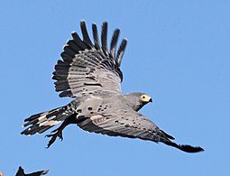 Adult taking flight, Zimbabwe