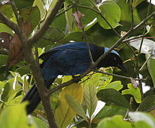 Azure-hooded jay in a tree