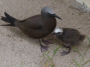 A. s. stolidus with chick