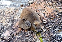 Dassie with young in Hermanus, South Africa